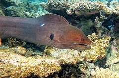 IMG_1232rf_Maldives_Madoogali_House reef_Murene javanaise_Gymnothorax javanicus